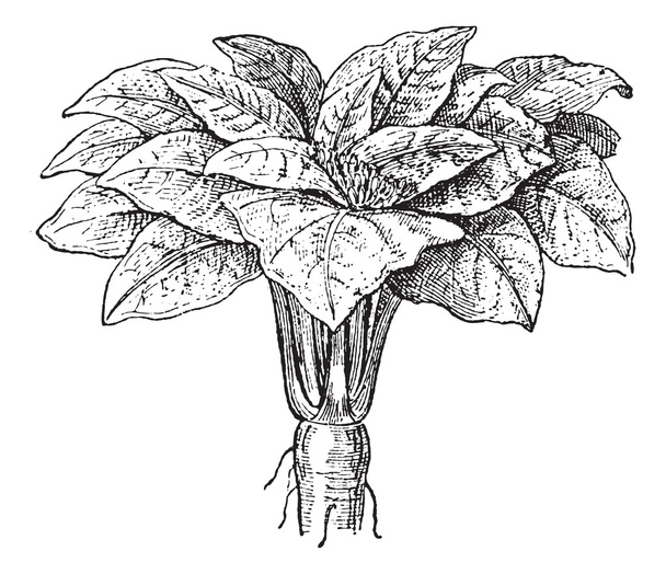 Mandrake tai Mandragora sp., vuosikerta kaiverrus
 - Vektori, kuva