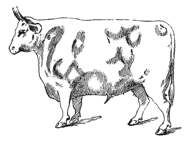 Beef Cuts, vintage engraving - Vector, Image