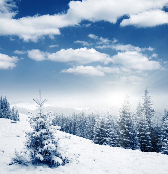 winter - Foto, afbeelding