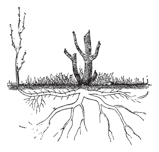Natural Ground Layering by Sucker, vintage engraving - Vector, Image