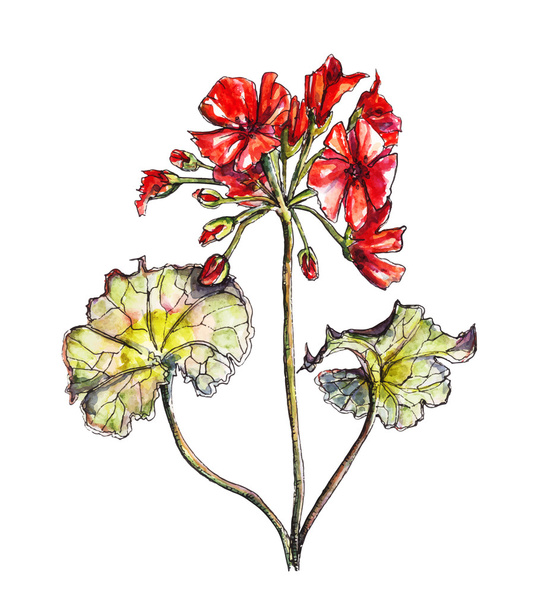 Pelargonium flower in watercolor, vector - Vecteur, image