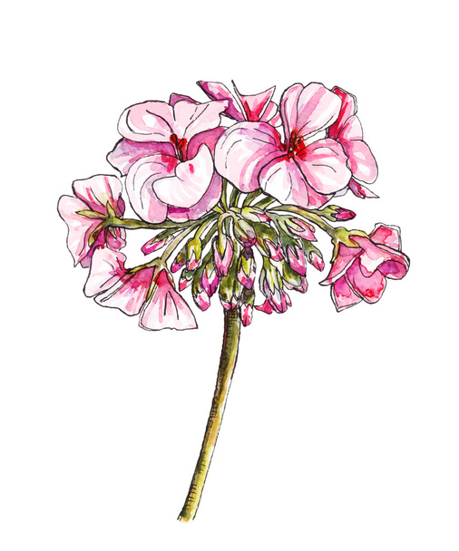 Akvarell, vektor muskátli virág - Vektor, kép