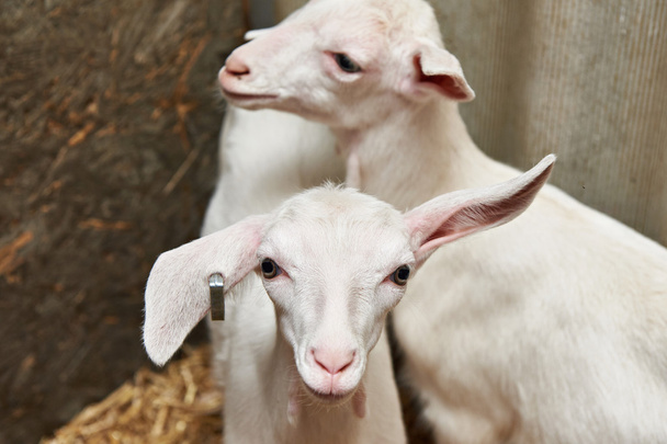 Goat kids in corral on farm - Foto, Imagem