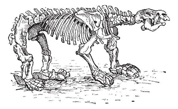 Megatheriid gemahlenes Faultier oder Megatherium sp., Vintage-Gravur - Vektor, Bild