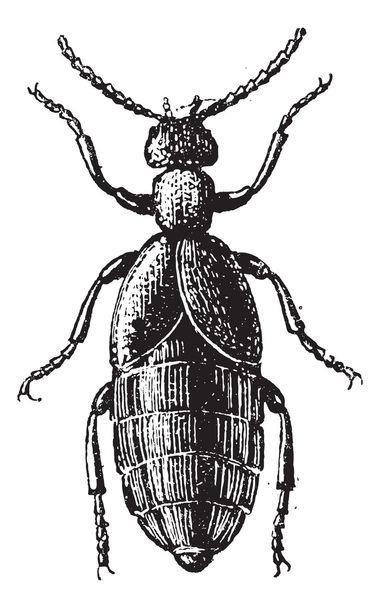 水泡甲虫或 meloe sp.），复古雕刻 - ベクター画像