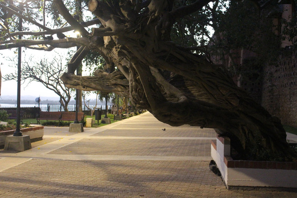 oude boom aan de waterkant in Puerto Rico - Foto, afbeelding