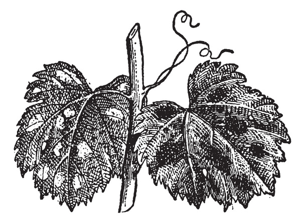 Jauhemainen hometta tai Blumeria graminis, vintage kaiverrus
 - Vektori, kuva