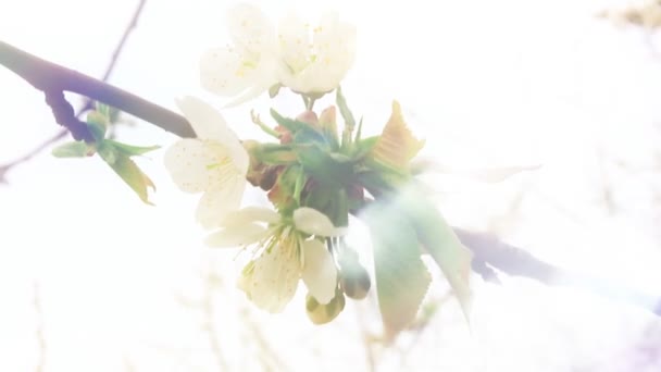 Szép tavaszi természet jelenet virágzó cseresznye fa - Felvétel, videó