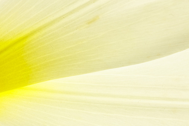 Tulip yellow petals macro closeup, abstract background  - Photo, Image