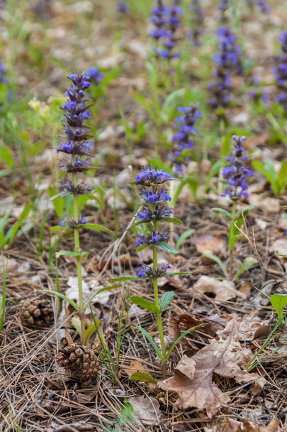 Dracocephalum μπλε λουλούδια  - Φωτογραφία, εικόνα