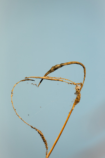 Doğa'nın aşk kalp - Fotoğraf, Görsel