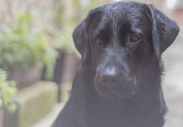 Cachorro labrador negro
 - Foto, Imagen