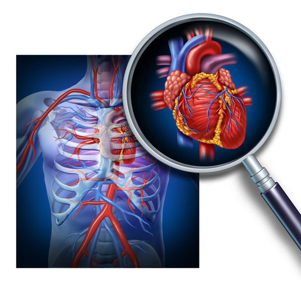 Anatomy Of The Human Heart - Foto, afbeelding