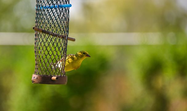 Piccoli uccelli gialli - Cardellino americano (Spinus tristis
). - Foto, immagini