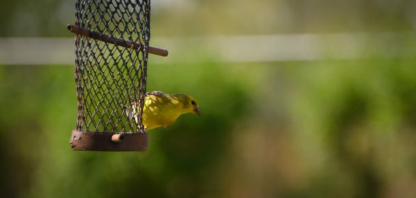 Küçük kuşlar - ABD'li sakası (Spinus tristis sarı). - Fotoğraf, Görsel
