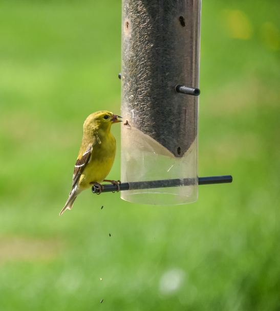 Kis sárga madarak - amerikai Goldfinch (Spinus tristis). - Fotó, kép