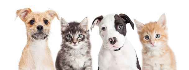 Horizontal banner of cute puppies and kittens - Photo, image