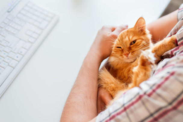 Happy cute ginger cat lying on the desk next to the keyboard.  - 写真・画像