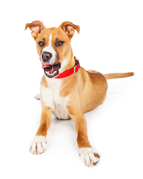 Hongerige grote idee hond tong uit - Foto, afbeelding