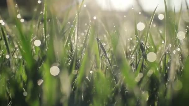 Kamera powoli przechodzi przez świeżą wiosenną trawę z wczesnymi kroplami rosy na łące lub podwórku - makro zbliżenie z rozmytym bokeh bańki wody śledzenie strzał w prawo - Materiał filmowy, wideo