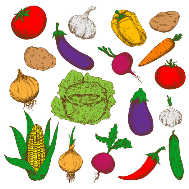 農業デザインのための農場新鮮な野菜のスケッチ - ベクター画像