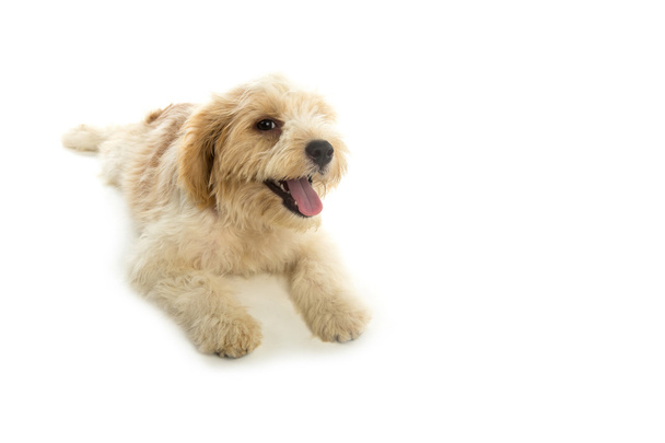 Puppy dog isolated on white background - Foto, immagini