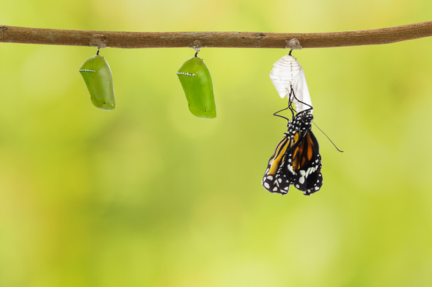 Common tiger butterfly emerging from pupa hanging on twig - Photo, Image
