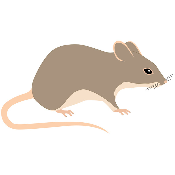 мышь на белом - Вектор,изображение