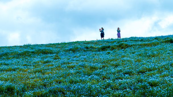 Tree and Nemophila at Hitachi Seaside Park in spring with blue s - Foto, afbeelding