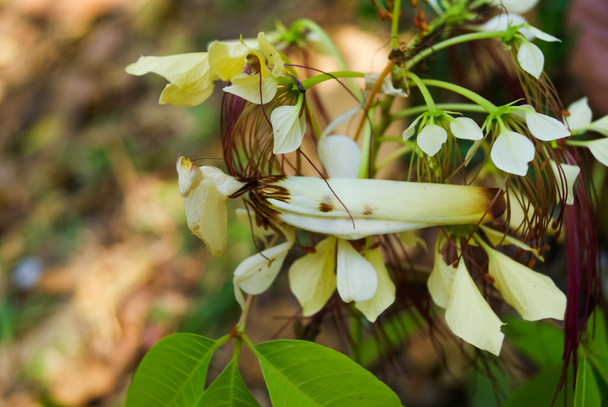 Modliszka modliszka (Tenodera aridifolia sinensis) - Zdjęcie, obraz
