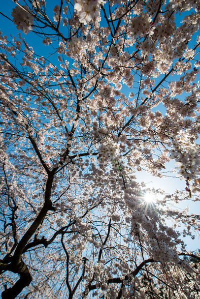 Japán cherry blossom - Fotó, kép