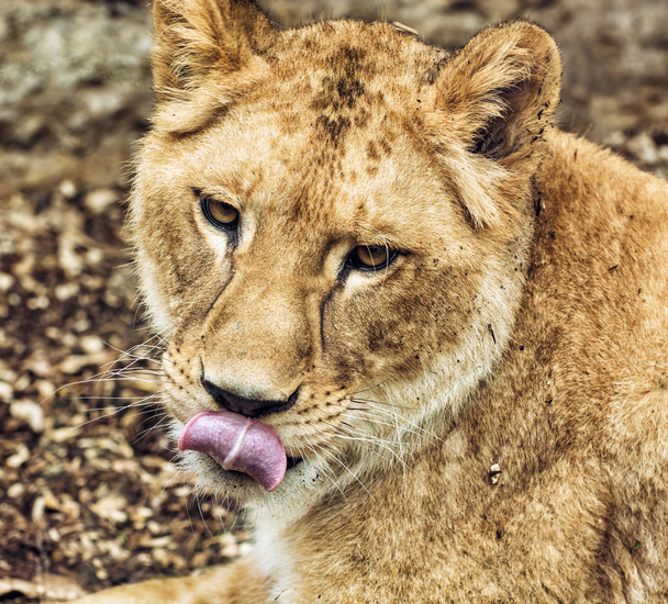 Barbary lioness portrait - Panthera leo leo, animal portrait - Photo, Image