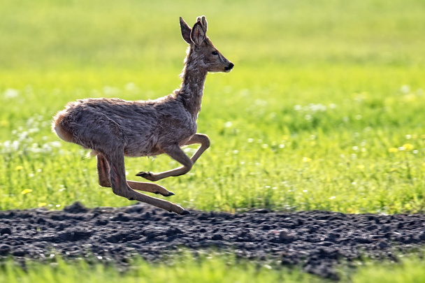 Buck deer on the run in a clearing  - Foto, Imagem
