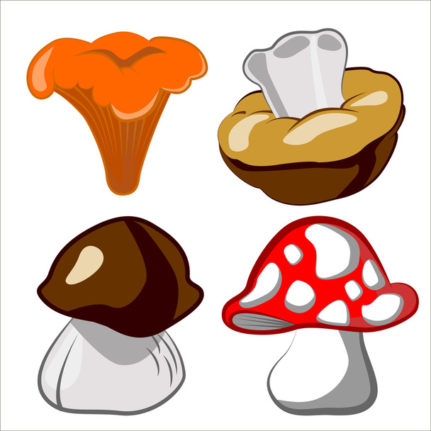 Vector cartoon illustration of mushrooms. Boletus edulis, chanterelle, mushroom, boletus. Network of sdobnyh yadoaityh and mushrooms - Wektor, obraz