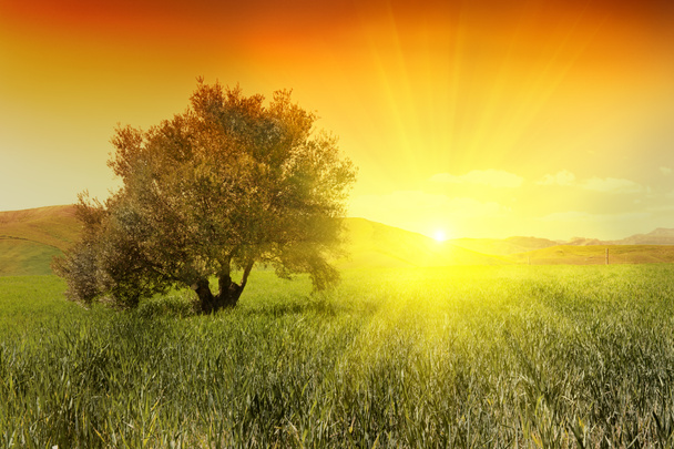 Lever de soleil et olivier
 - Photo, image