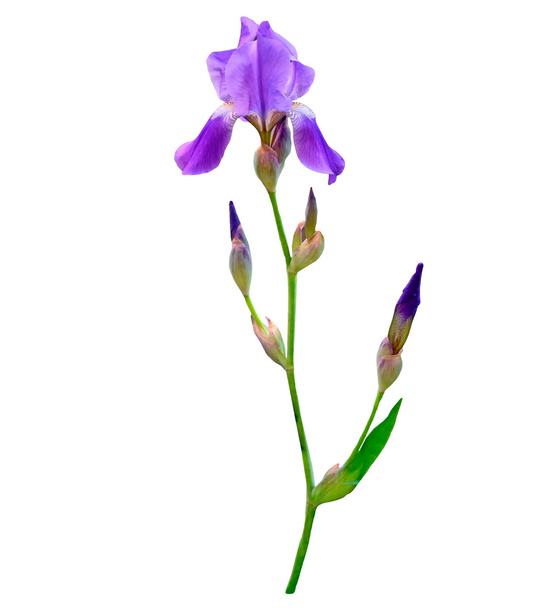 Beyaz arka plan üzerinde izole bahar çiçekleri Iris. güzel flo - Fotoğraf, Görsel