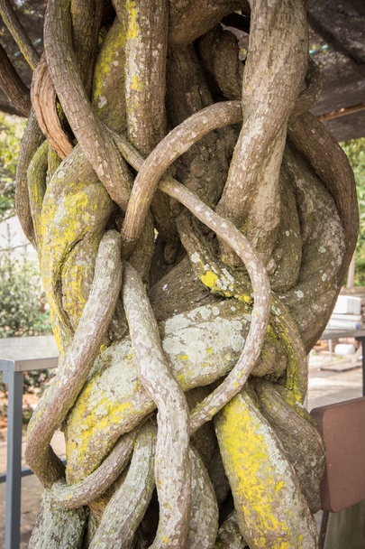 Скрученные виноградные лозы и стволы дерева в Азии - Фото, изображение