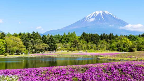 富士芝桜祭では、山名のピンクのコケのフィールドで - 写真・画像