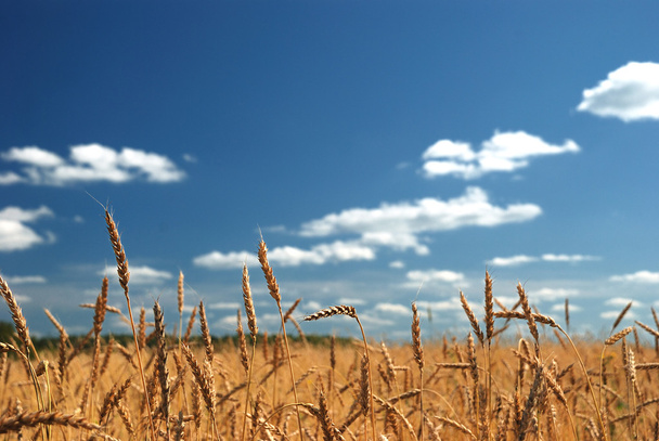 A wheat field against a blue sky - Zdjęcie, obraz