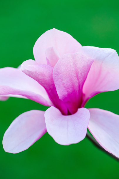 Beautiful magnolia flower - Zdjęcie, obraz