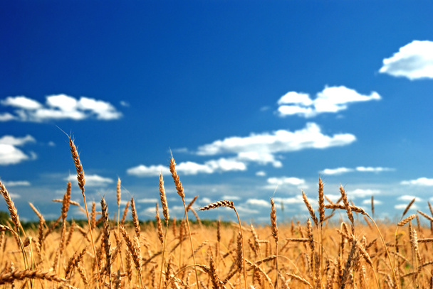 A wheat field against a blue sky - Foto, Bild