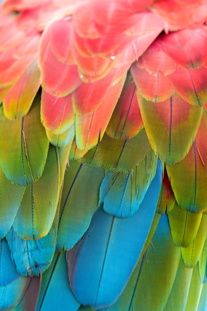 Красочный попугай на ветке зоопарка
 - Фото, изображение