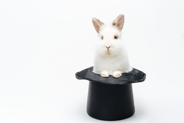 Rabbit in a hat  - Foto, imagen