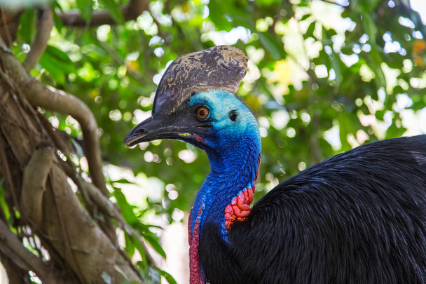 beautiful tropical bird cassowary - Photo, Image