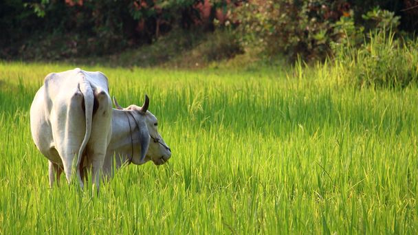 Rice field, Indochina - Fotó, kép