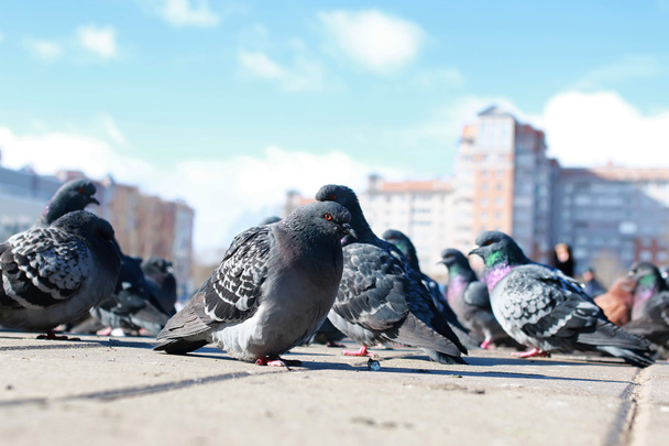 голуби на фоне города
 - Фото, изображение