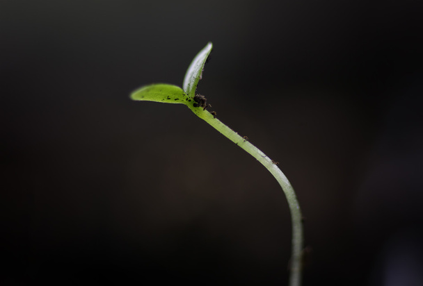 summer seedling seed sunflower - Фото, зображення