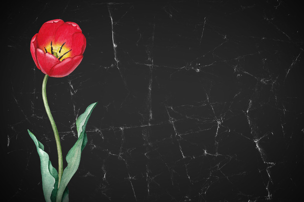 Watercolor tulip flower.  - 写真・画像