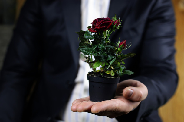Róża w ręku człowieka garnitur - Zdjęcie, obraz