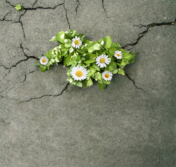 コンクリートの亀裂から出てくる緑色の葉と花 - 写真・画像